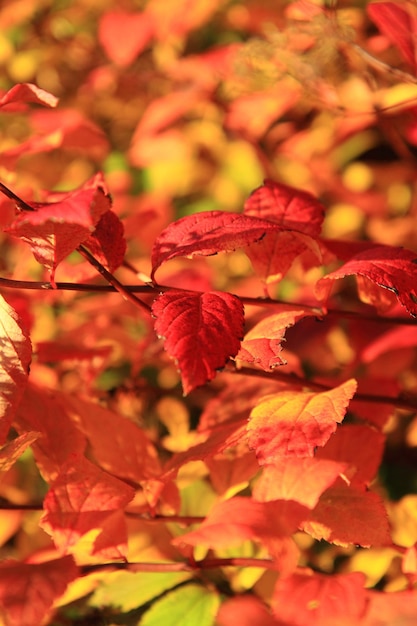 Foto prossimo piano delle foglie di acero rosso