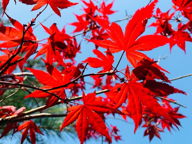 Close-up of red maple leaves