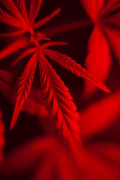 Photo close-up of red maple leaves