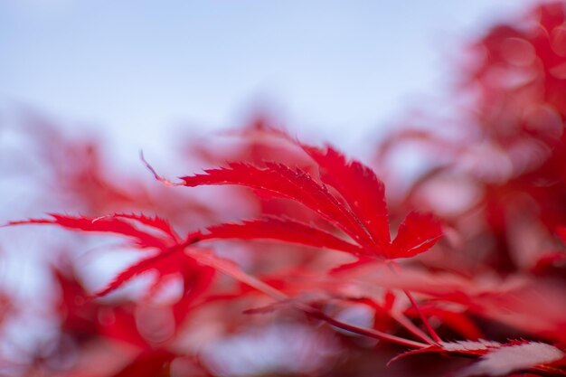 Close-up of red maple leaves