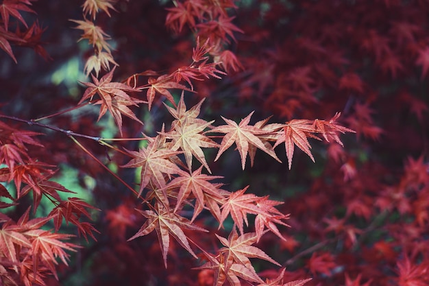 Foto prossimo piano delle foglie di acero rosso