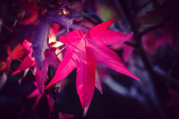 Close-up of red maple leaves