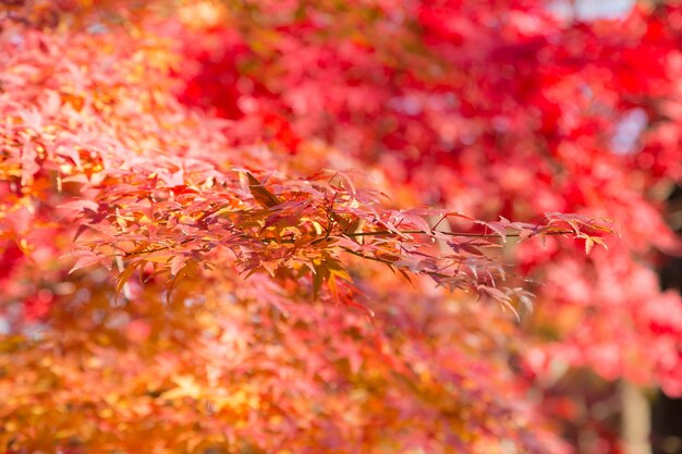 Photo close-up of red maple leaves