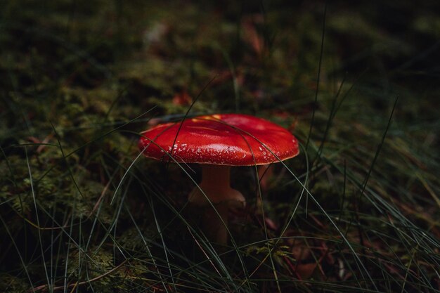 Foto close-up di un fungo rosso che cresce sul campo