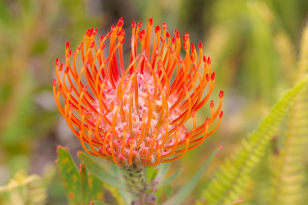 Photo close up of red orange flower head of a leucospermum in the garden at hawaii