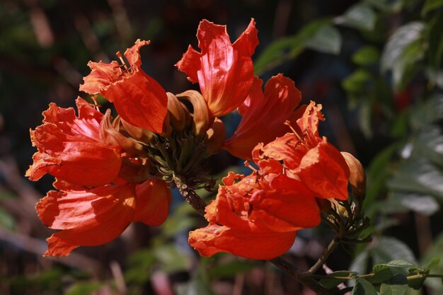 Close-up of red orange flower