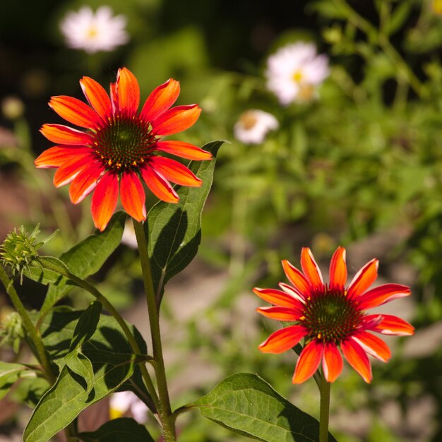 Close-up of red and orange flower