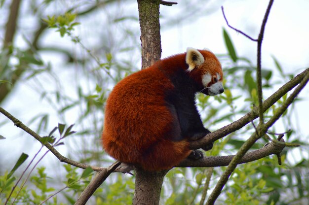 Foto close-up del panda rosso che si rilassa sull'albero