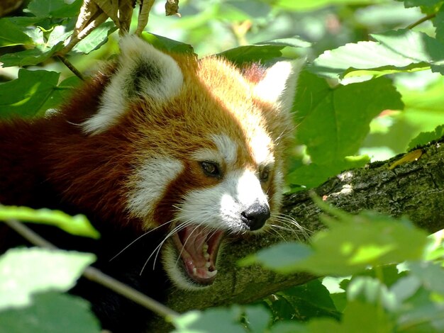 Close-up of a red panda on tree