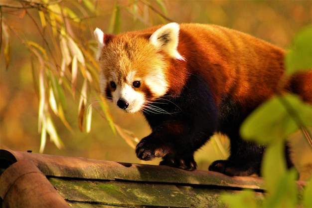 close-up of red panda walking