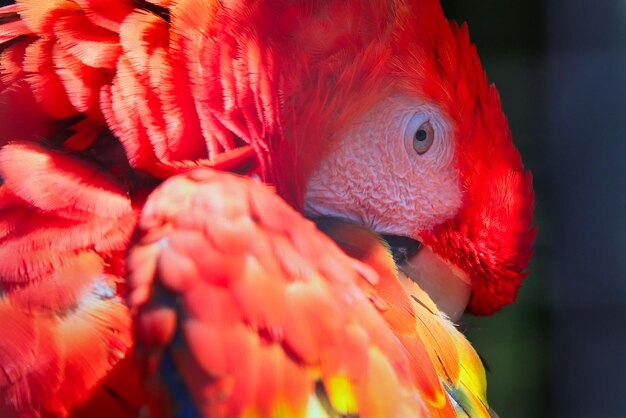 Foto prossimo piano del pappagallo rosso