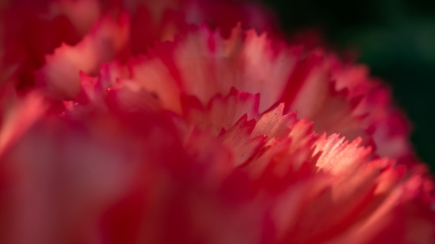 Close-up di petali rossi