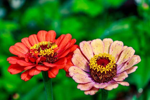 Photo close-up of red and pink flower