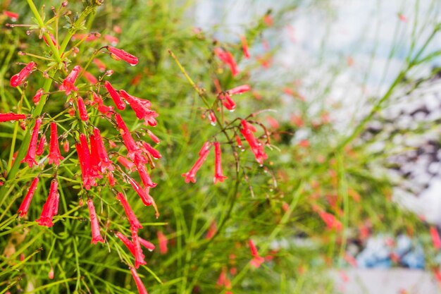 Close-up of red plant against blurred background