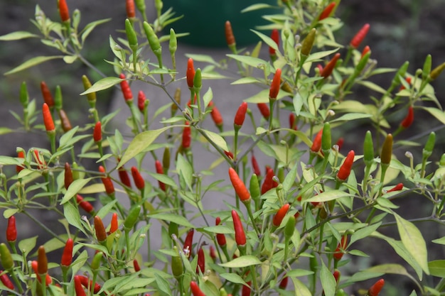 Photo close-up of red plant growing on field