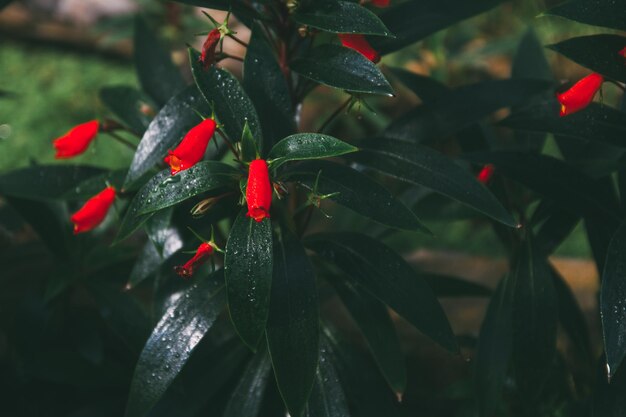 Photo close-up of red  on plant