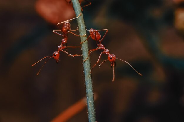 Close-up of red plant