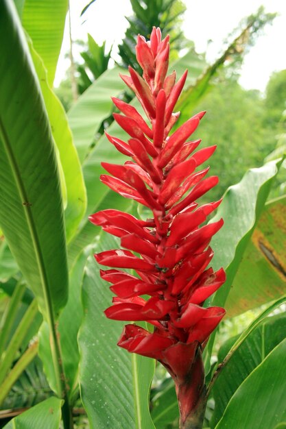 Close-up of red plant