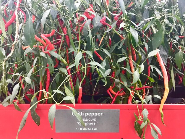 Close-up of red plants