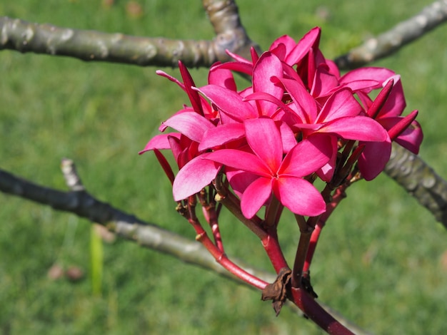 赤いプルメリアの花を閉じます。