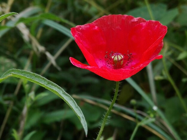 Close-up of red pollinating flower