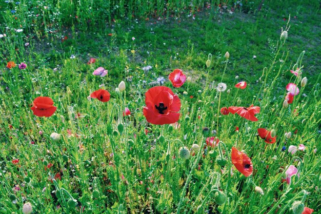 Close-up of red poppies blooming in field