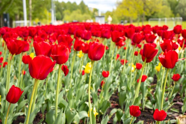 Close-up of red poppies in field