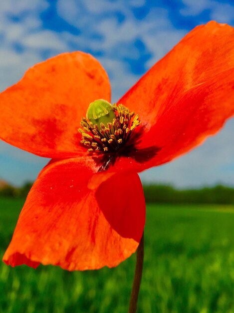 Close-up of red poppy blooming on field against sky
