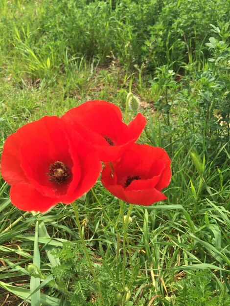 Close-up of red poppy blooming in field