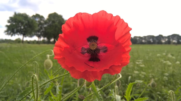 Close-up of red poppy blooming in field