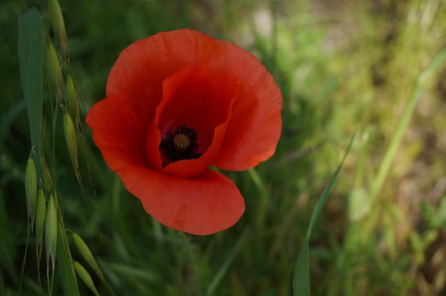 Foto prossimo piano del papavero rosso in fiore all'aperto