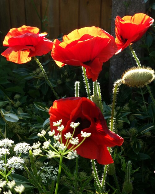 Photo close-up of red poppy blooming outdoors