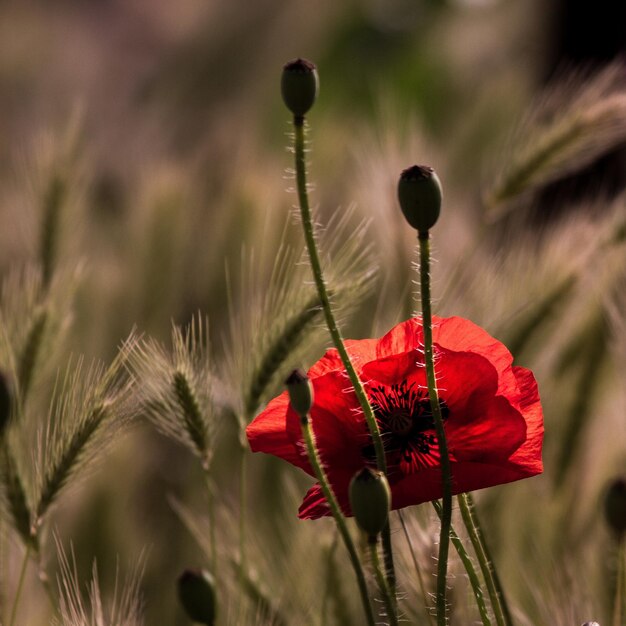 Close-up of red poppy blooming outdoors