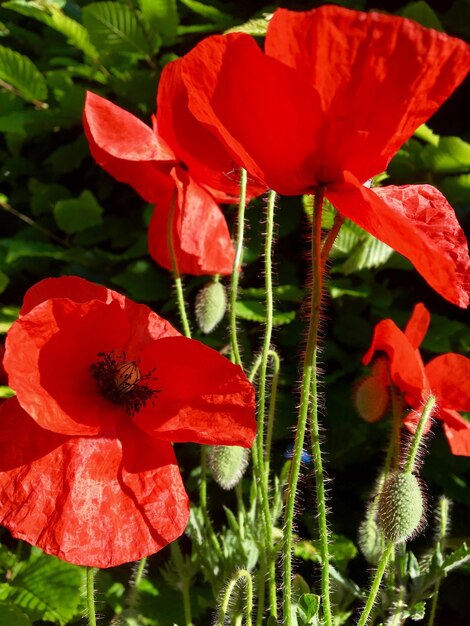 Close-up of red poppy blooming outdoors