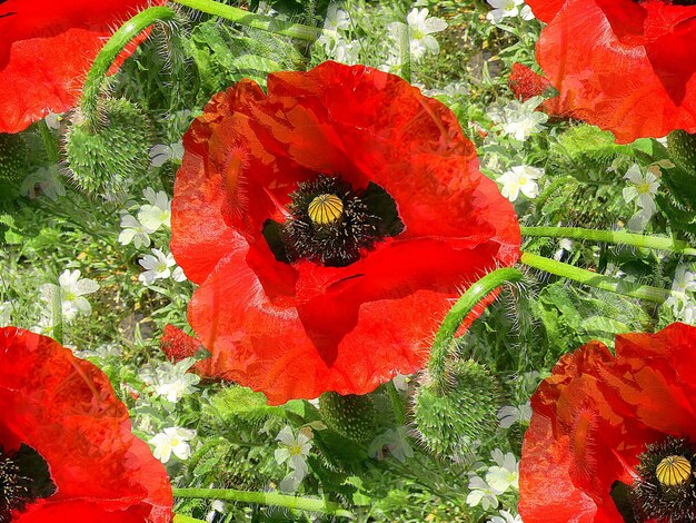 Close-up of red poppy blooming outdoors