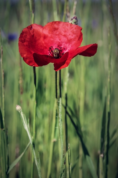 Photo close-up of red poppy blooming outdoors