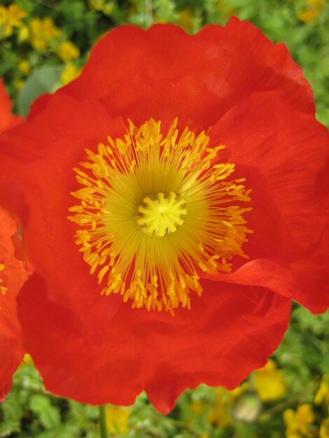 Close-up of red poppy blooming outdoors