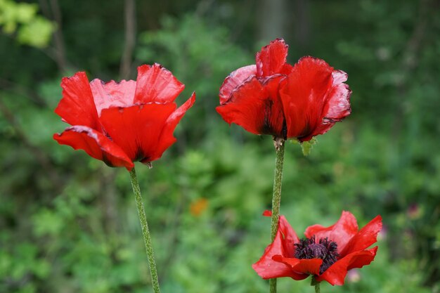 Foto prossimo piano del papavero rosso in fiore all'aperto