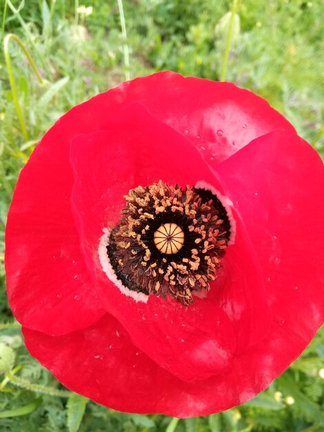 Close-up of red poppy blooming outdoors