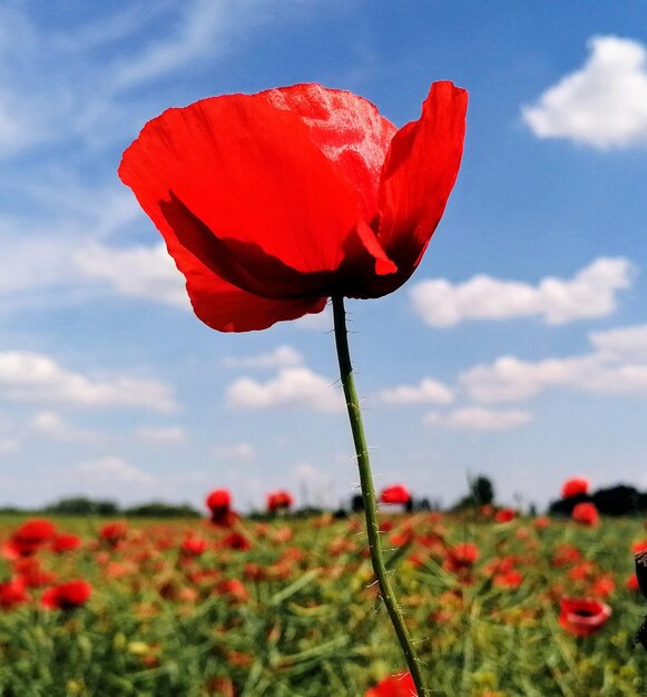 Foto close-up di papavero rosso sul campo contro il cielo