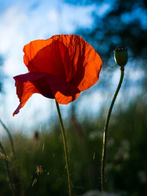 Photo close-up of red poppy flower against sky