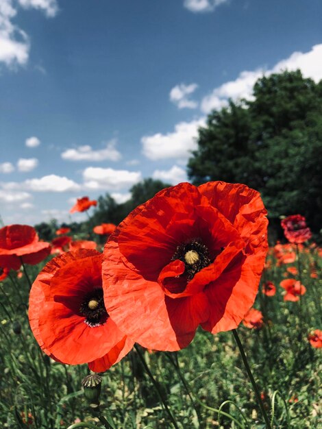 Photo close-up of red poppy flower on field against sky