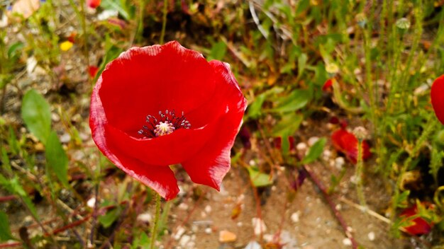 Close-up of red poppy flower on field