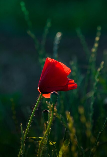 Close-up of red poppy flower on field