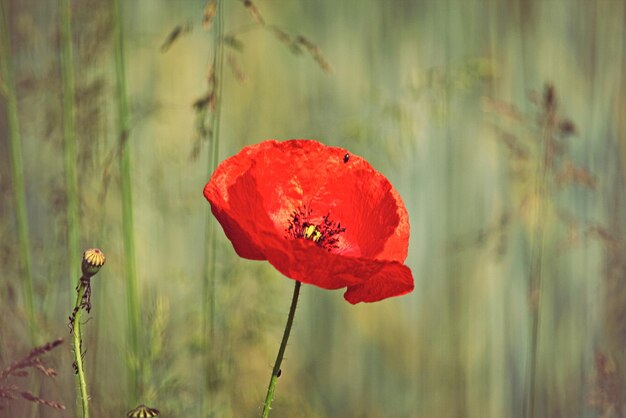 Foto prossimo piano del fiore di papavero rosso sul campo