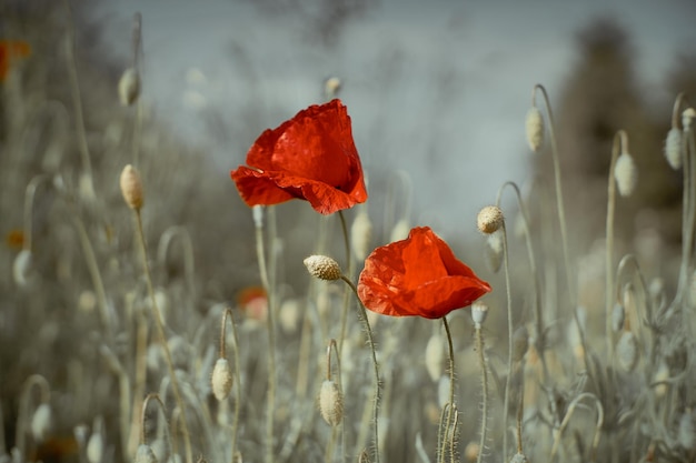 Photo close-up of red poppy flower on field