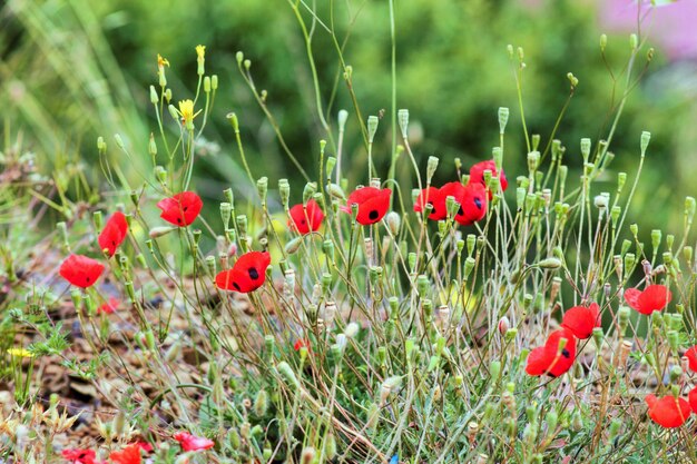 Close-up of red poppy flower in field