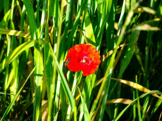 Close-up of red poppy flower on field