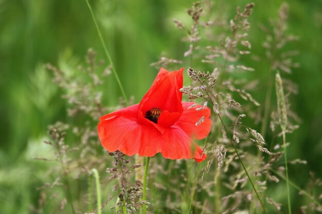 Photo close-up of red poppy flower on field