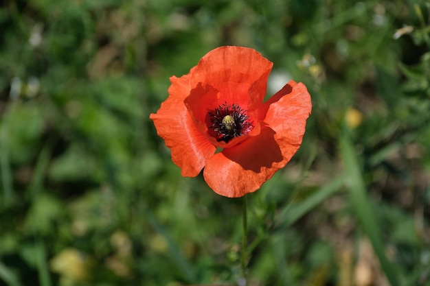 Close up red poppy flower head in nature